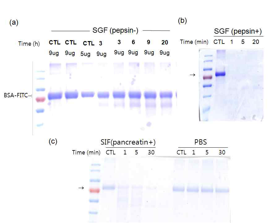 FITC-BSA의 a)소화효소를 가하지 않은 인공위액, b) 소화효소 로서 pepsin을 가한 인공위액, 및 )소화효소로서 pancreatin을 가한 인공장액 및 PBS에 37oC에 방치 후 전기영동하였을 때의 BSA의 분해도