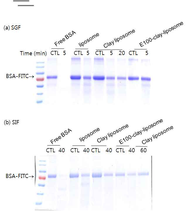 FITC-BSA를 봉입 또는 미봉입 시의 a) 소화효소로서 pepsin을 가한 인공위액 및 b)소화효소로서 pancreatin을 가한 인공장액, 37oC에 정해진 시간 동안 incubation 후 전기영동하였을 때의 intact BSA 양의 변화