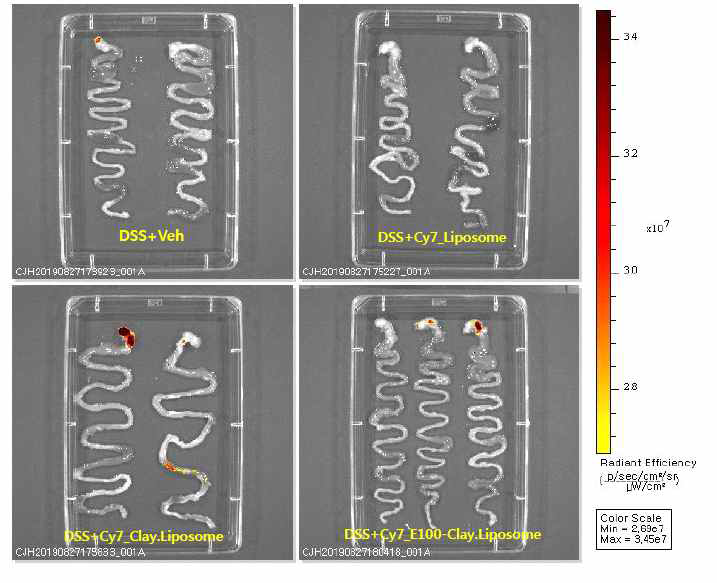 Cy7-label된 3종의 약물 전달체를 DSS에 염증이 유발된 마우스에 경구 투여 7시간 후 소장으로의 이행도 분석 결과