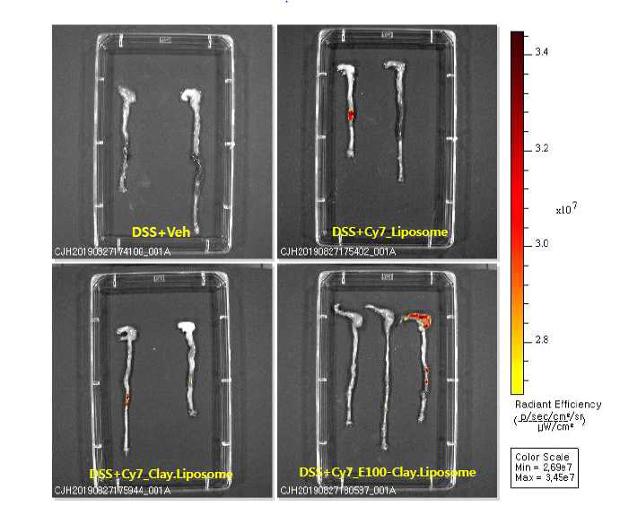Cy7-label된 3종의 약물 전달체 경구 투여 7시간 후 대장으로의 이행도 분석 결과