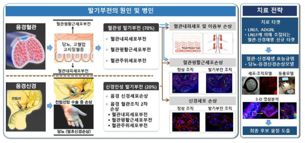 연구개념도: LRG1 및 ADGRL 수용체를 겨냥한 발기부전의 병인에 근거한 신개념의 치료전략