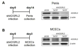 마우스 음경 조직 및 음경 해면체 내피세포에서 RNA 간섭에 의한 ADGRL2 발현 저해 확인. ADGRL2에 대한 shRNA lentivirus 주입 후 마우스 음경 조직 및 음경해면체 내피세포에서 ADGRL2 발현 저해됨