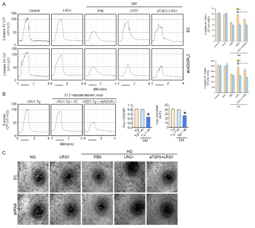 LRG1 단백질에 의한 발기력 개선 효과와 ADGRL 경로와의 연관성 검증. LRG1 단백질에 의한 발기력 개선 효과가 ADGRL2 발현 저해 시 감소됨을 당뇨 마우스에서 확인함 (A,B). LRG1 단백질의 혈관생성 효과가 ADGRL2 발현 저해 시 감소됨을 마우스 음경 혈관내피세포에서 확인함 (C)