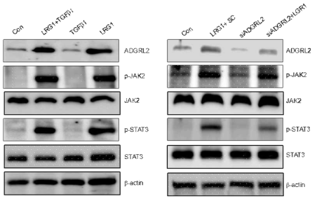ADGRL 신호전달 경로에 대한 LRG1 단백질의 영향 검증. 마우스 음경 혈관내피세포에서 LRG1 단백질 처리 시 ADGRL2 발현 및 JAK2/STAT3 인산화가 증가됨