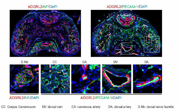 마우스 음경 조직 내 ADGRL2 발현 및 분포. ADGRL2 단백질이 마우스 음경 해면체 및 배부 동맥, 배부 정맥, 해면체 동맥 내피세포에 분포함. 또한 음경 조직 내 배부 신경 다발 내 분포함