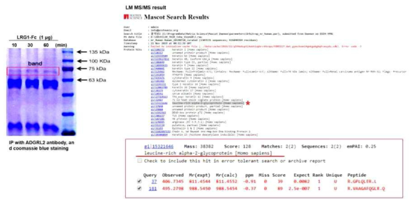 ADGRL2와 LRG1 단백질의 상호결합 확인. LRG1 단백질 처리된 HUVEC cell lysate 중 ADGRL2 항체와 결합된 단백질의 질량분석결과. ADGRL2와 결합된 단백질 중 LRG1이 분석됨 (*)