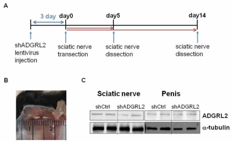 마우스 좌골신경 손상 모델. 좌골신경 손상모델 구축을 위한 실험 일정표 (A). 절단된 마우스 좌골신경 (B). 좌골신경에 ADGRL2 shRNA lentivirus 주입 후 ADGRL2 발현 감소를 확인함 (C)