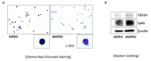 RA처리에 따른 Mature neutrophil의 유도. Differentiated MPRO cell (dMPRO)의 염색 이미지 (A). Differentiation 전 후 세포 내 neutrophil 단백질 발현 변화 (B)