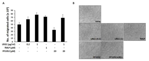 LRG1 단백질에 의한 neutrophil migration의 증가 확인. 이동된 세포의 수를 정량화 (A). 아래 well로 이동된 세포의 이미지 (B)