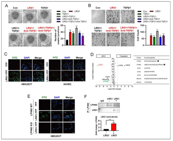 LRG1의 새로운 수용체(ADGRL) 결합 확인 및 혈관신생 효과 재검증, (A)tube formation, (B) migration, (C) YFP 형광을 이용한 LRG1 발현 모니터링, (D) LRC-TriCEPS를 이용한 LRG1의 새로운 수용체 확인, (E) WT 및 ADGRL이 knockdown(K/D) 세포에서 YFP 형광을 이용한 LRG1 발현 모니터링, (F) Immnoprecipitation 기법을 이용한 LRG1과 ADGRL의 Interaction 확인