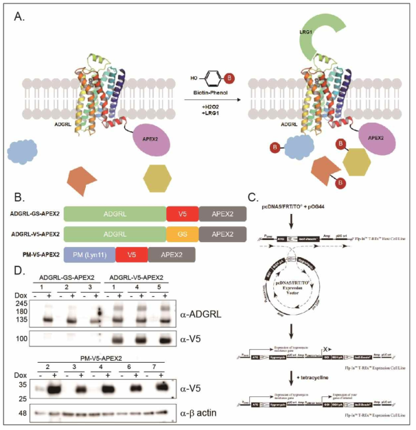 ADGRL-APEX2를 발현하는 cell line 제작, A. ADGRL-APEX2의 biotin을 이용한 proximity labeling 전략, B. 2가지 linker를 사용한 ADGRL-APEX2 constructs와 negative control로 사용할 PM-APEX2 construct, C. HEK 293T-REx Flp-In system의 모식도, D. 제작한 cell line clones의 Immunoblotting Analysis