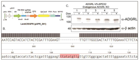 Endogenous APEX2 Knock out cell line 제작, A. LentiCRISPR (pXPR_001) Vector, B. Endogenous ADGRL knock out cell line clone#8의 genotyping PCR sequencing 결과 (위)와 endogenous ADGRL sequence (아래)의 alignment, C. ADGRL-V5-APEX2 endogenous ADGRL KO cell line의 Immunoblotting Analysis