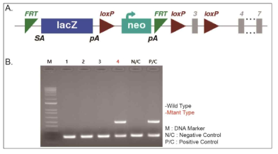 ADGRL Knock Out 마우스 제작, A. ADGRL Knock Out 마우스 제작을 위한 타겟팅 벡터, B. ADGRL KO 자손 1세대 마우스의 Genotyping PCR