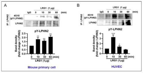 Immnoprecipitation 기법을 이용한 LRG1에 의한 결합 수용체 ADGRL의 티로신 인산화, (A) 마우스 음경 혈관내피세포, (B) 사람 혈관 내피세포