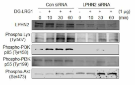 DG-LRG1/ADGRL 의존적인 세포신호전달 경로 확인을 위한 Immunoblotting Analysis