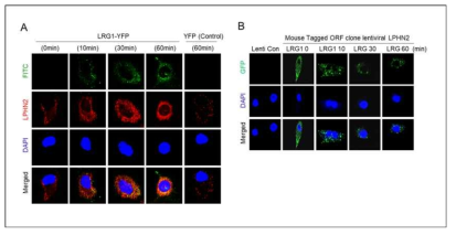 LRG1/ADGRL 결합에 따른 수용체 ADGRL의 Internalization, (A) ADGRL의 Internalization 확인을 위한 immunofluorescence analysis, (B) GFP 형광을 이용한 LRG1에 의한 ADGRL-GFP의 세포내 localization 확인