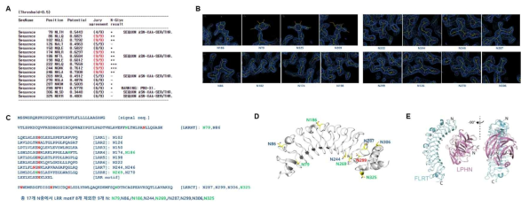 LRG1 3차 구조에서 Glycosylation 위치 분석, A. NetNGlyc 1.0 서버를 활용한 당쇄화 위치 예측, B. LRG1 결정 구조에서 실제 당쇄화 위치 확인, C. LRG1 의 consensus 서열과 실제 당쇄화 위치 표시, D. LRG1 Concave 표면에 자리잡고 있는 세 곳의 당쇄화 위치 (초록색), E. LRG1과 비슷한 구조를 같는 FLRT3와 ADGRL family (LPHN3)의 복합체 구조 (PDB ID: 2PQR)