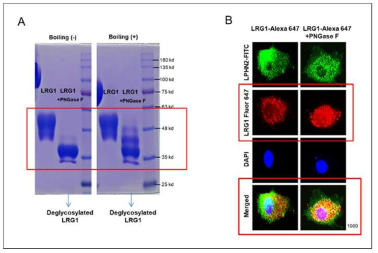 탈당화(De-Glycosylation)된 LRG1과 수용체 ADGRL 결합력, (A) PNGase로 deglycosylate 시킨 LRG1과 (B) ADGRL 과의 결합 확인을 위한 immunofluorescence analysis