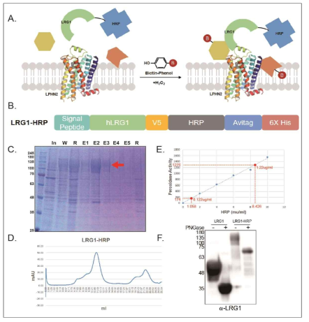 LRG1-HRP를 이용한 proximity labeling, A. LRG1-HRP의 biotin을 이용한 proximity labeling scheme, B. LRG1-HRP construct, C. Ni-NTA resin으로 정제한 LRG1-HRP PAGE gel. E1-E5는 Elution1-5를 의미함, D. LRG1-HRP Size exclusion chromatography, E. 정제한 LRG1-HRP의 Peroxidase Activity Assay (Invitrogen), F. PNGase로 deglycosylate 시킨 LRG1과 LRG1-HRP의 Immunoblotting Analysis