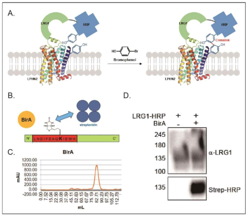 LRG1-HRP와 Bromophenol을 이용한 cross-linking, A. Bromophenol cross-linking scheme, B.BirA에 의해 biotinylation 되는 Avitag, C. Ni-NTA로 정제한 BirA의 Size Exclusion Chromatography, d. BirA로 biotinylation 시킨 LRG1-HRP Immunoblotting Analysis