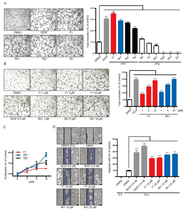 F1 and Rh1 promote endothelial cell tube formation, proliferation and migration