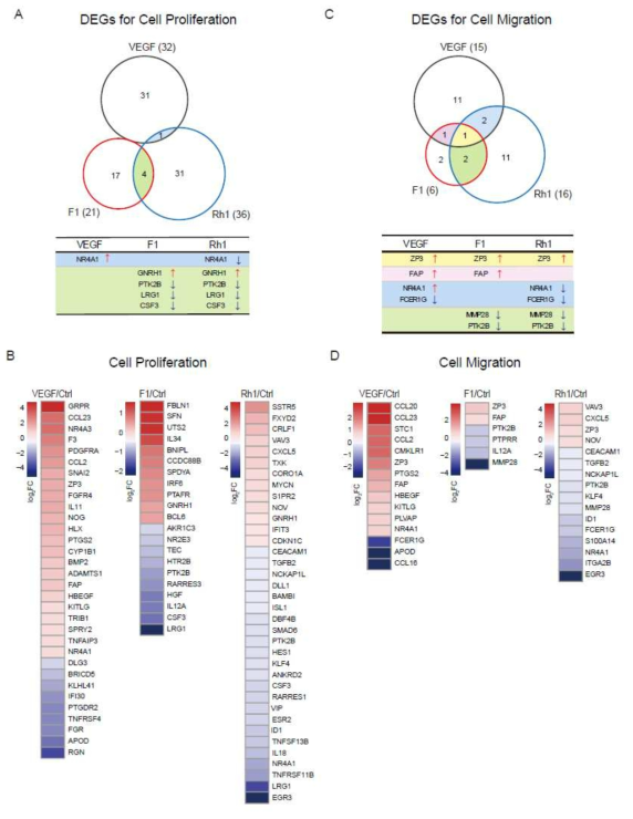 F1 and Rh1 regulate expression of angiogenesis-related genes differently from VEGF