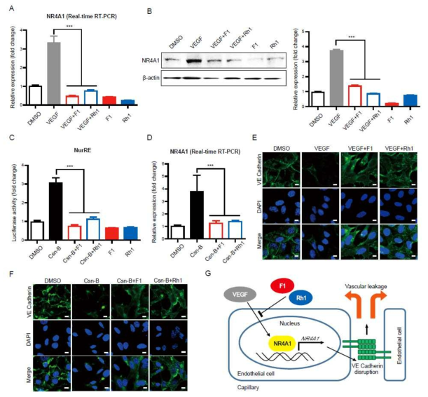 F1 and Rh1 regulate NR4A1 expression and transcriptional activity