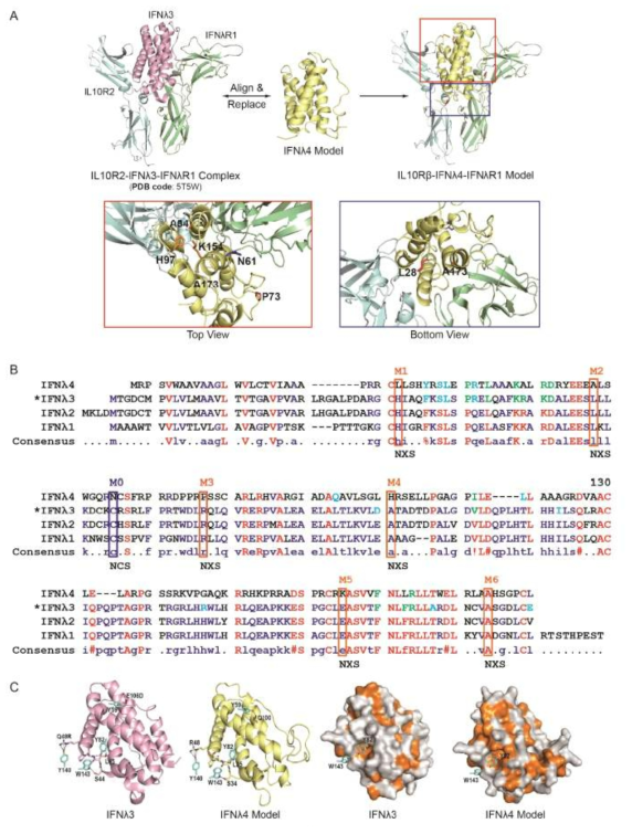 Design of IFNλ4 variants