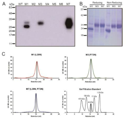 Production of IFNλ4 variants