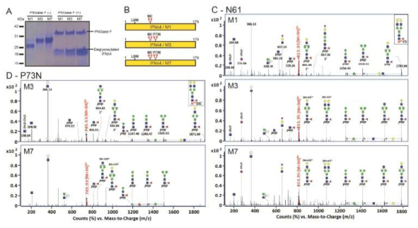 Identification of N-glycosylation on IFNλ4 variants