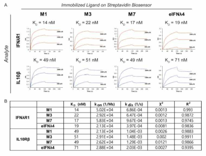 Binding Kinetics of IFNL4 variants with IFNλR1 or IL10Rβ