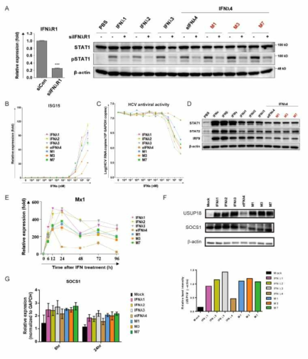 Biological Activity of IFNλ4 variants