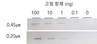 면역블롯용 membrane 및 항체 농도 선정