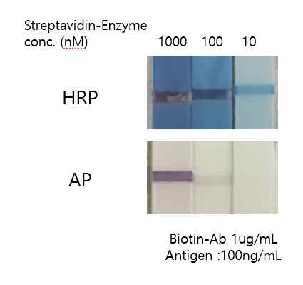 Streptavidin-HRP system과 Streptavidin-AP system 비교 결과