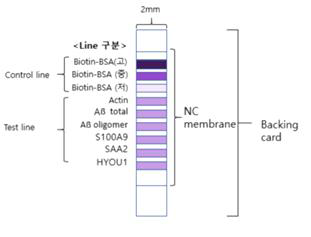 치매 진단 immunoblot용 strip의 구성