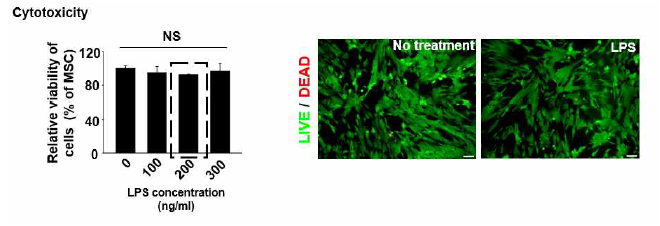 LPS 전처리의 제대혈중간엽줄기세포에 대한 세포독성 조사