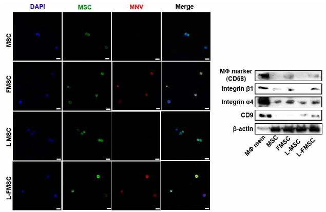 대식세포막 융합을 통한 제대혈중간엽줄기세포의 표적효능물질의 증가 (group – 왼쪽부터 Macrophage membrane, MSC, macrophage membrane-fused MSC(FMSC), LPS-preconditioned MSC(L-MSC), macrophage membrane-fused LPS-preconditioned MSC(L-FNV))