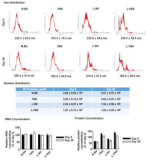 -80°C에서 28일간 저온 보관 전후의 나노베지클의 크기, 농도 및 치료물질 함량 변화 (group – 왼쪽부터 normal nanovesicle(N-NV), macrophage membrane-fused nanovesicle(FNV), LPS-preconditioned nanovesicle(L-NV), LPS-preconditioned macrophage membrane-fused nanovesicle(L-FNV))