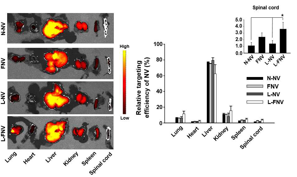 정맥주사된 나노베지클의 척수 손상부위로의 타게팅 효율 조사