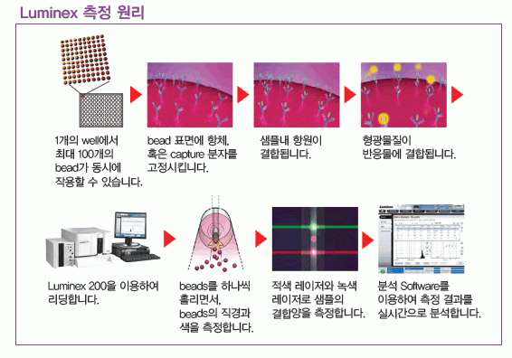 Luminex assay 원리