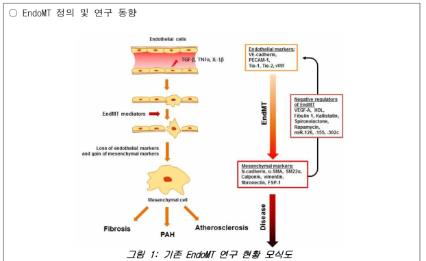 : 기존 EndoMT 연구 현황 모식도