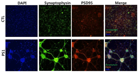 Control과 PS1 iPSC-derived neuron에서 주요 유전자 (Synaptophysin, PSD95) 발현 평가