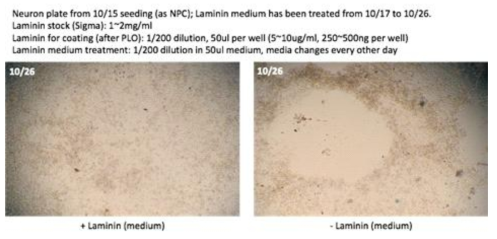 추가의 laminin 처리가 세포 분포에 미치는 영향