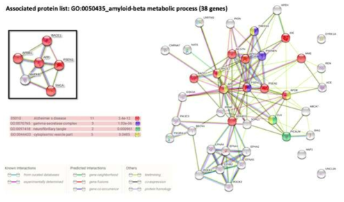 STRING내 GO:0050435 단백질들이 형성하는 네트워크
