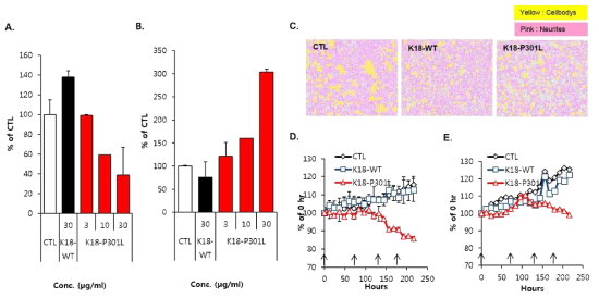 정상인 iPSC-derived neuron에 K18-P301L 처리 후 세포독성 평가 결과 (A) Viability assay. (B) Caspase 3/7 activity assay. (C) 대표이미지. (D) Neurite length analysis. (E) Branchpoint analysis