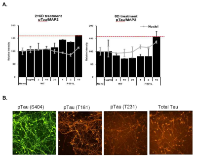 ApoE4 환자 iPSC-derived neuron에 K18-P301L 처리 후 pTau 인산화 평가 결과 (A) AT8 면역염색 정량 결과. (B) pTsu(S404, T181, T231)과 total tau 면역염색 예비실험 이미지