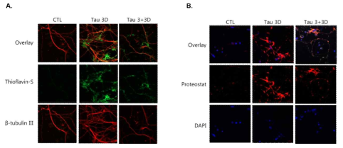 ApoE4 환자 iPSC-derived neuron에 K18-P301L 처리 후 세포내 응집체 평가 결과 (A) Thioflavin-S staining (green), MAP2 staining (red). (B) Proteostat staining (red), DAPI staining (blue)