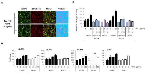 ApoE3, ApoE4 환자 iPSC-derived neuron에서 K18-P301L 처리에 의한 인플라마좀 (inflammasome) 유전자 발현 및 caspase 1 활성 평가 결과