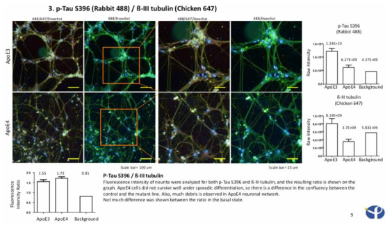 ApoE3 컨트롤세포주와 ApoE4 병리세포주 (384 well plate format)상의 Tau phosphorylation 관찰. pTau S396 (green channel) + Tuj1 (red channel) 항체쌍을 이용한 염색결과에서 컨트롤세포주와 병리세포주 간 차이 확인함. (왼쪽 아래 ratio 그래프)