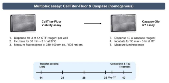 스크리닝을 위한 384 well plate format에서의 assay 조건과 배양기간 모식도